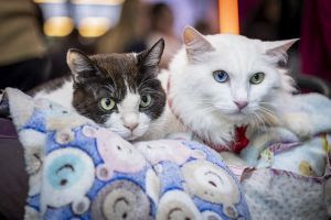 Feira pet reforça conteúdo e tendências em 2026