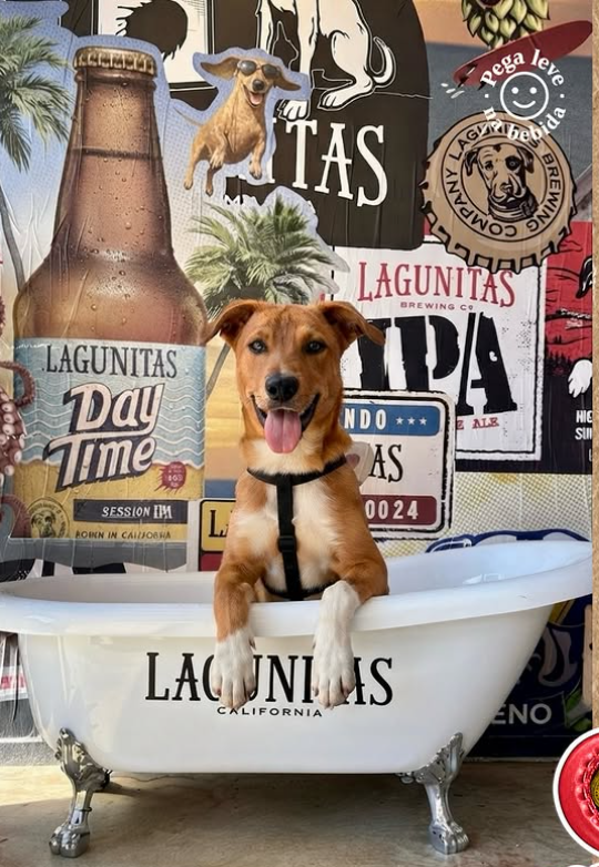 Lagunitas convida tutores a mostrarem o lado rock n' roll dos cães